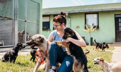 minder dieren opgenomen in dierenasiel