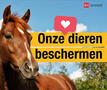 Paarden beter beschermd Waregem Koerse